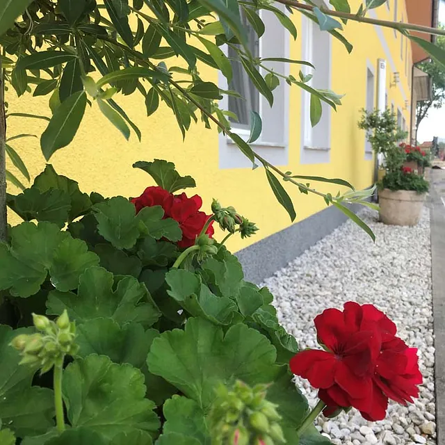 Home Galerie